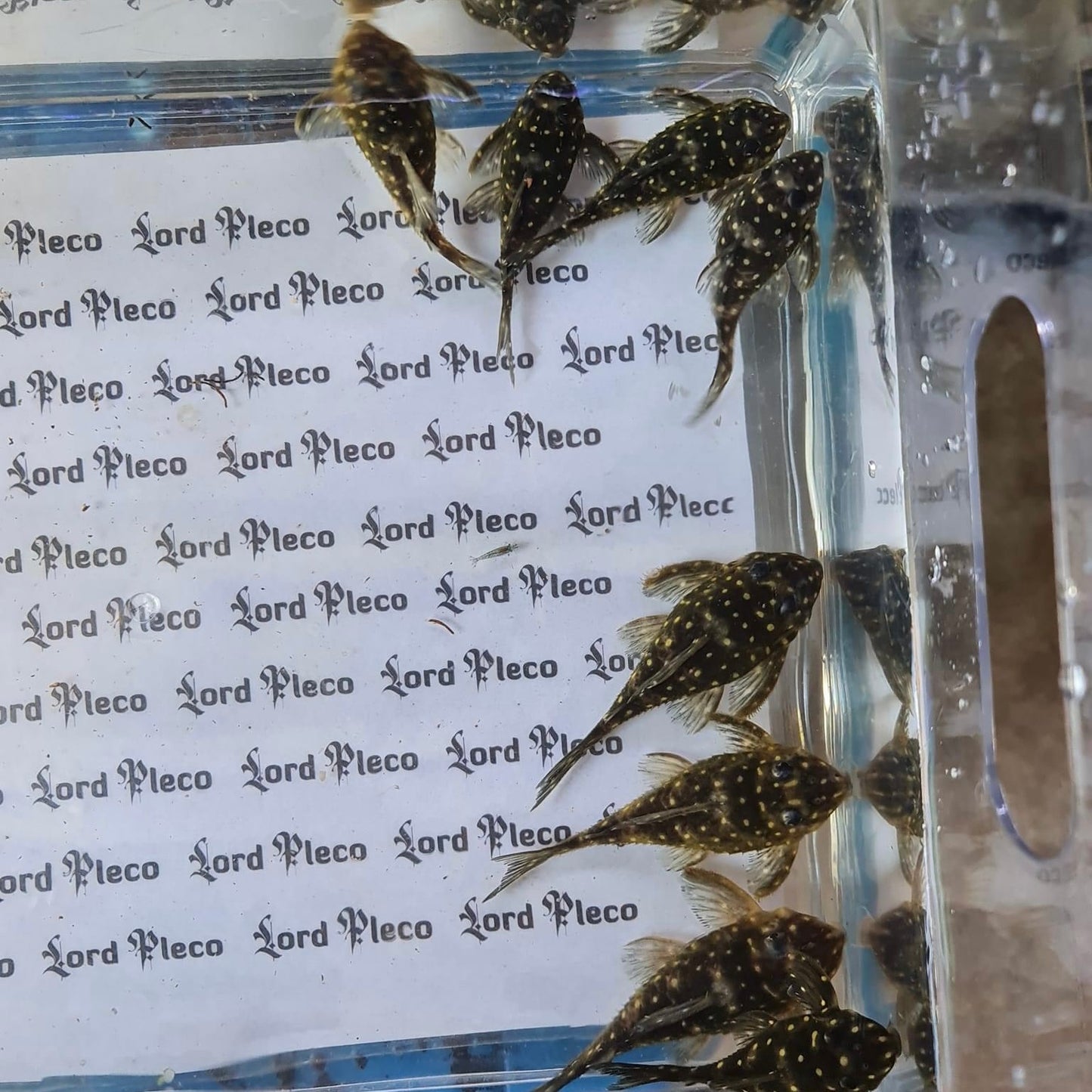 L201 Snowball Adult Pair