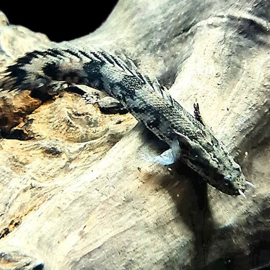 Tiger Birchir 8-10cm