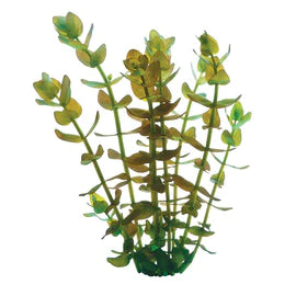 Bacopa Bunch 110110