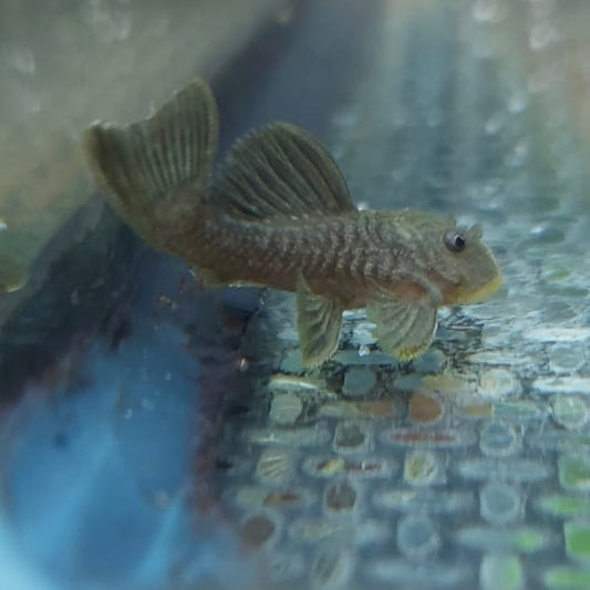 L056 Yellow Black Chubby Pleco 3.5-4.5cm