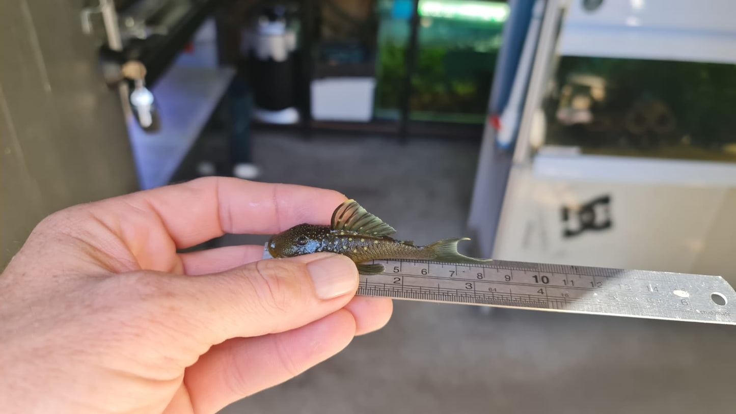 L128 Blue Phantom 8cm