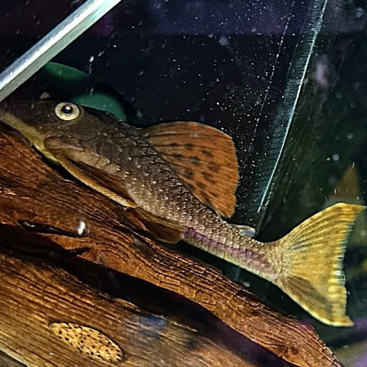 L137 Blue Eyed Red Finn Pleco 11-13cm