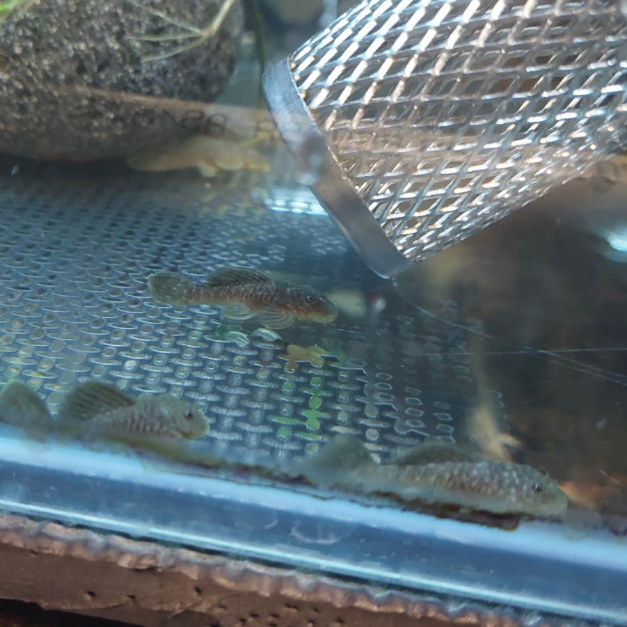 L056 Yellow Black Chubby Pleco 3.5-4.5cm