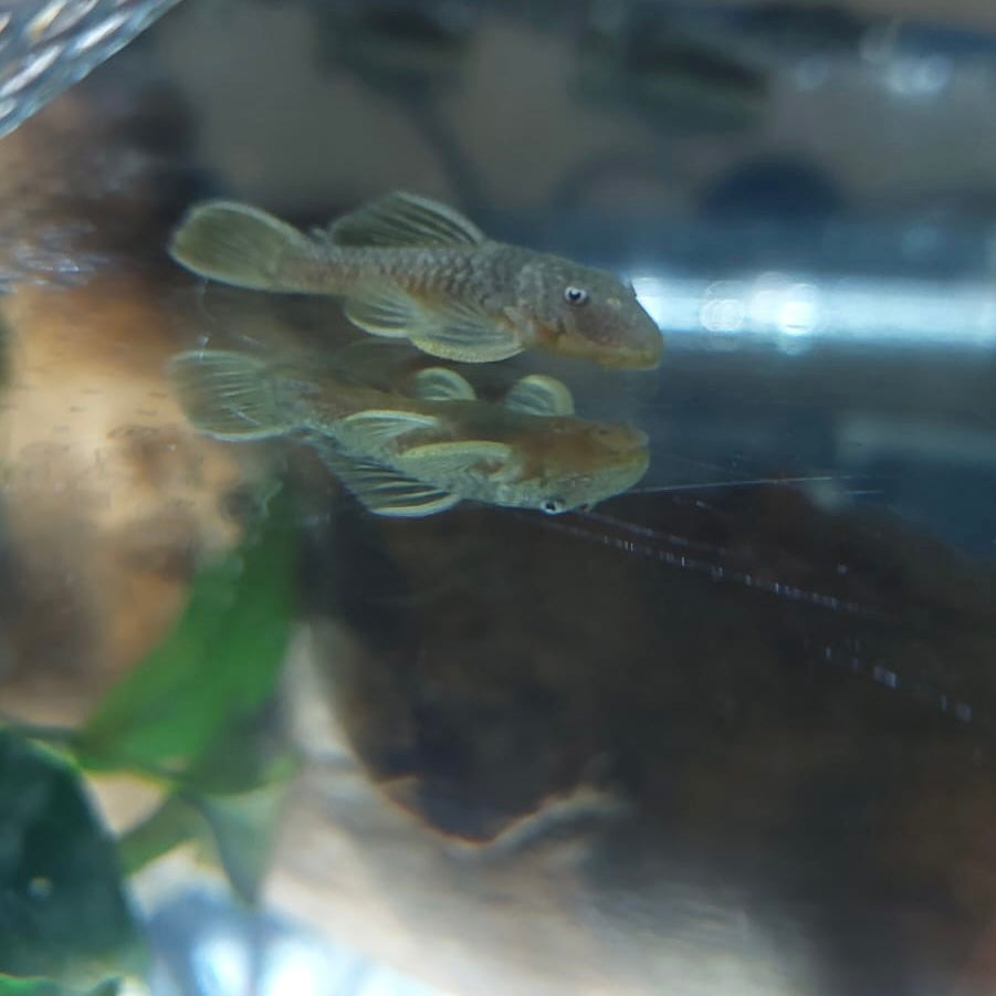 L056 Yellow Black Chubby Pleco 3.5-4.5cm