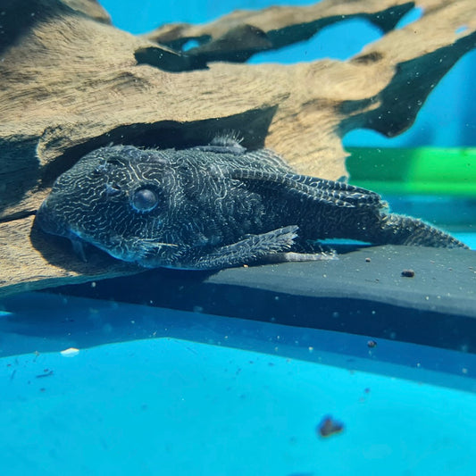 L260 Queen Arabesque 11cm