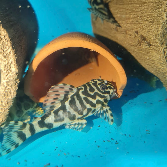 L134 Adult Trio, 2F and 1M