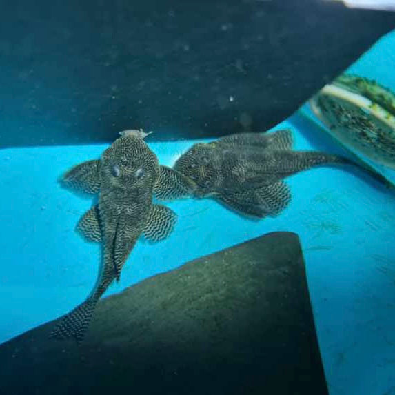 L260 Queen Arabesque 11cm