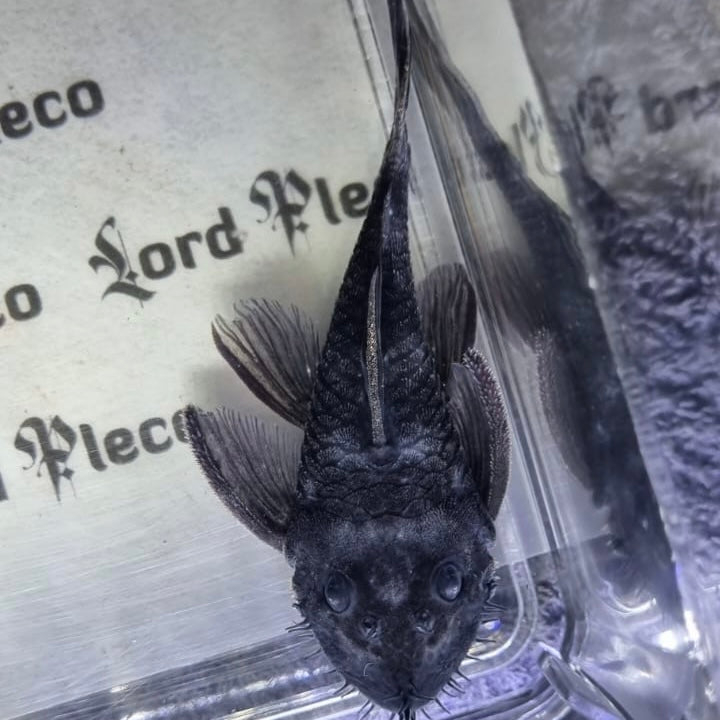 L034 Medusa Pleco 7-9cm