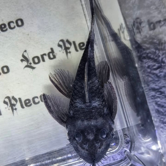 L034 Medusa Pleco 7-9cm