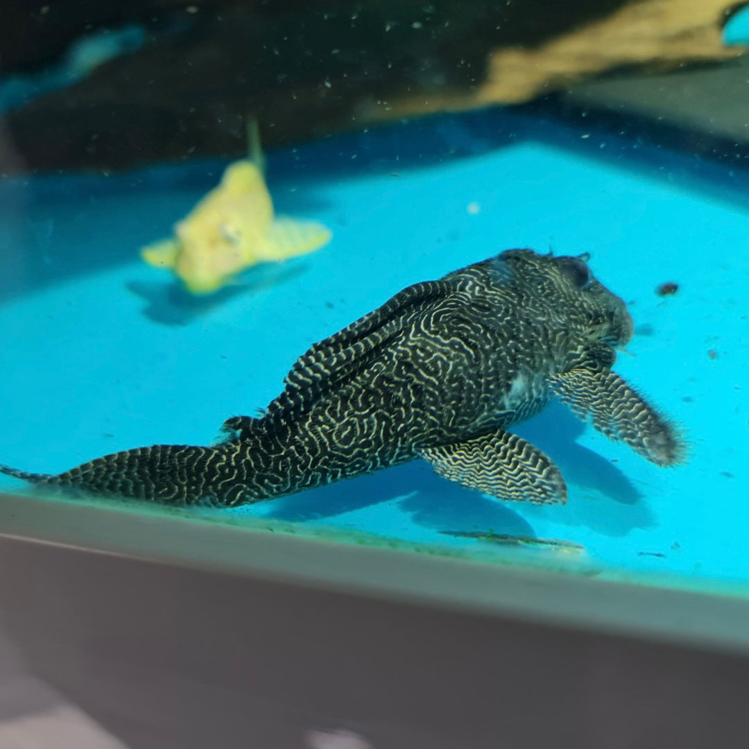 L260 Queen Arabesque 11cm