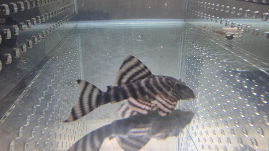 L002 Tiger Pecktoltia Female