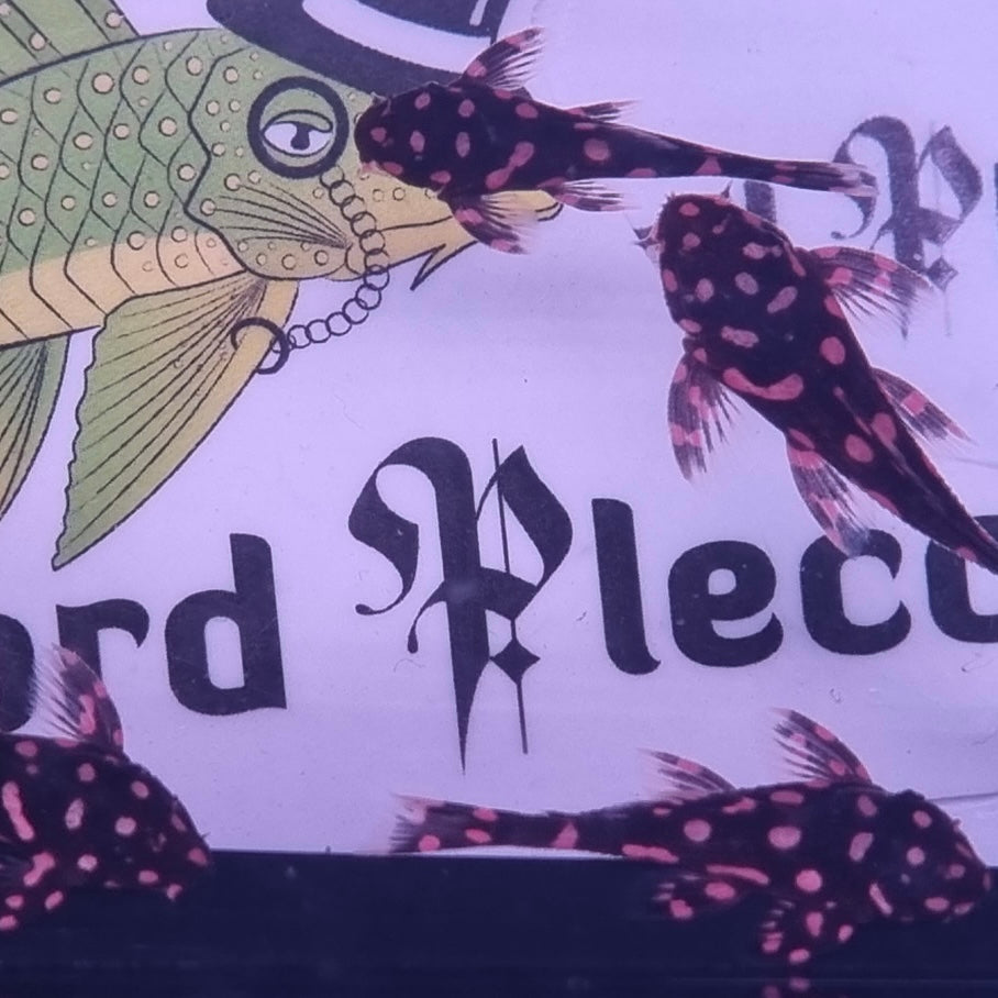 L007 Vampire Pleco 5-8cm