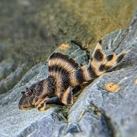 L206 Spotted Tail Clown Pleco 4-4.5cm