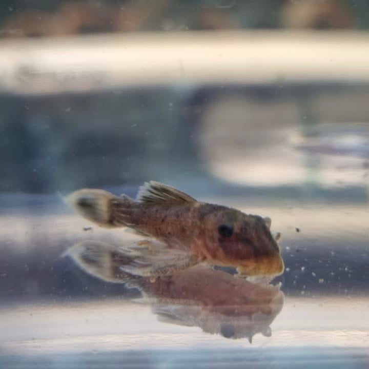 L063 Brown Finned Cactus Pleco 3.5cm