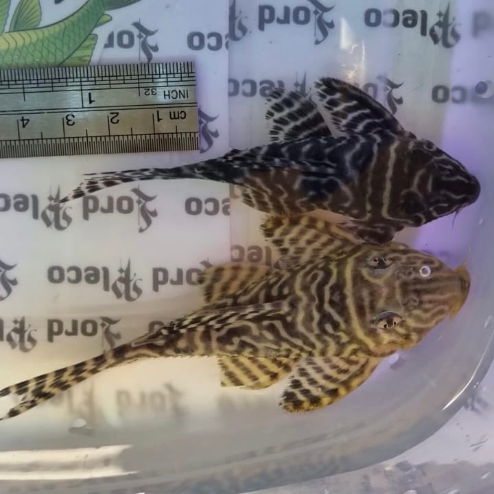 L333 King Tiger Adult Males