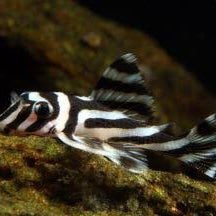 L046 Zebra Pleco 4cm
