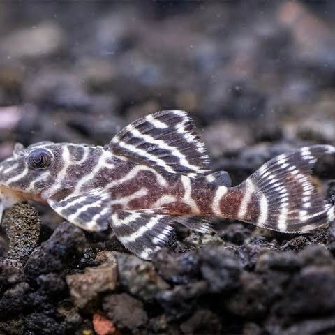 L333 King Tiger Pleco 4-6cm