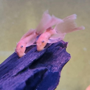 Super Red Longfin 3.5-5cm