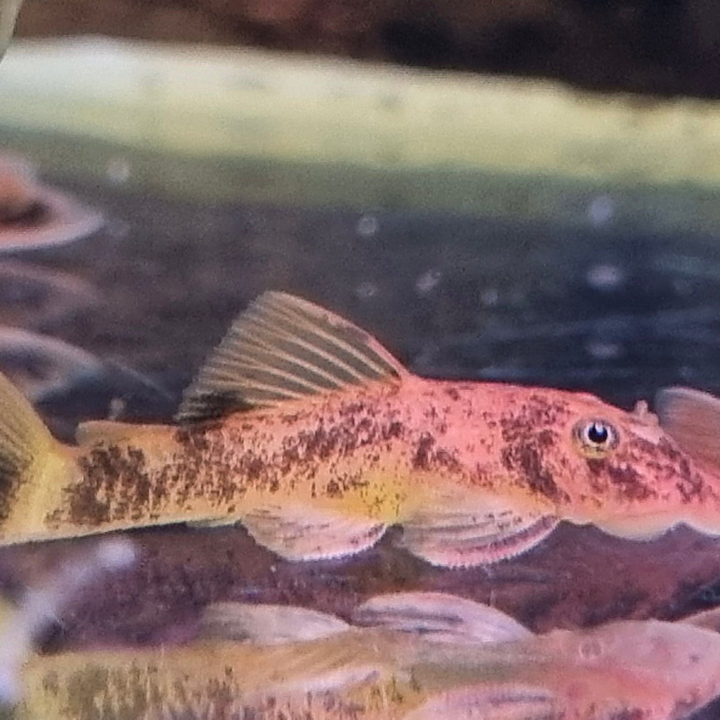 Calico Super Red Bristlenose 3-5cm