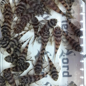 L168 Butterfly Colony