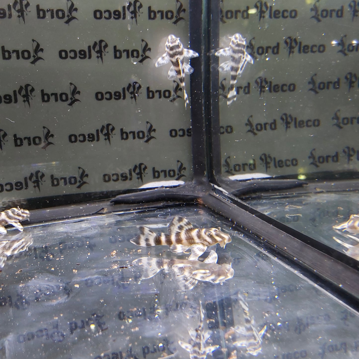 L080 Dwarf Pleco 4-4.5cm