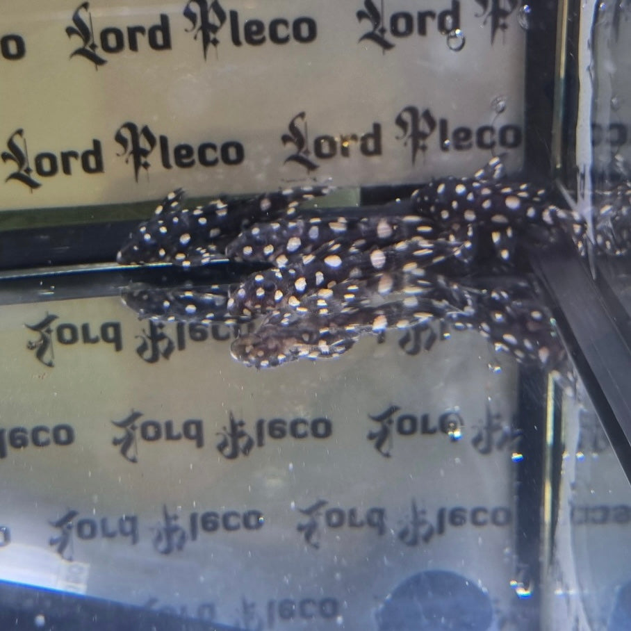 L097 Polka Dot Pleco 4cm