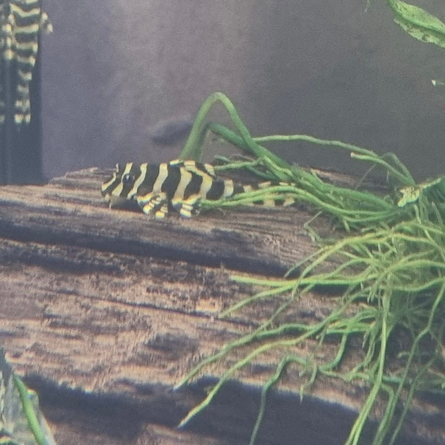 L134 Leopard Frog 7-8cm