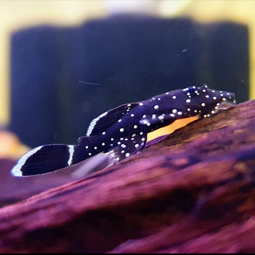 Peppermint Bristlenose (aka L181) 3-4cm and 4-6.5cm