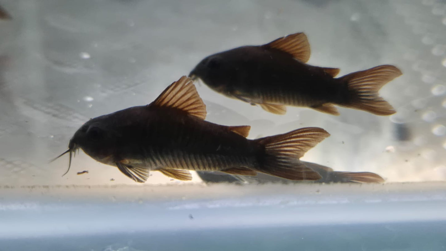Black Venezuelan Corydoras 4-5cm