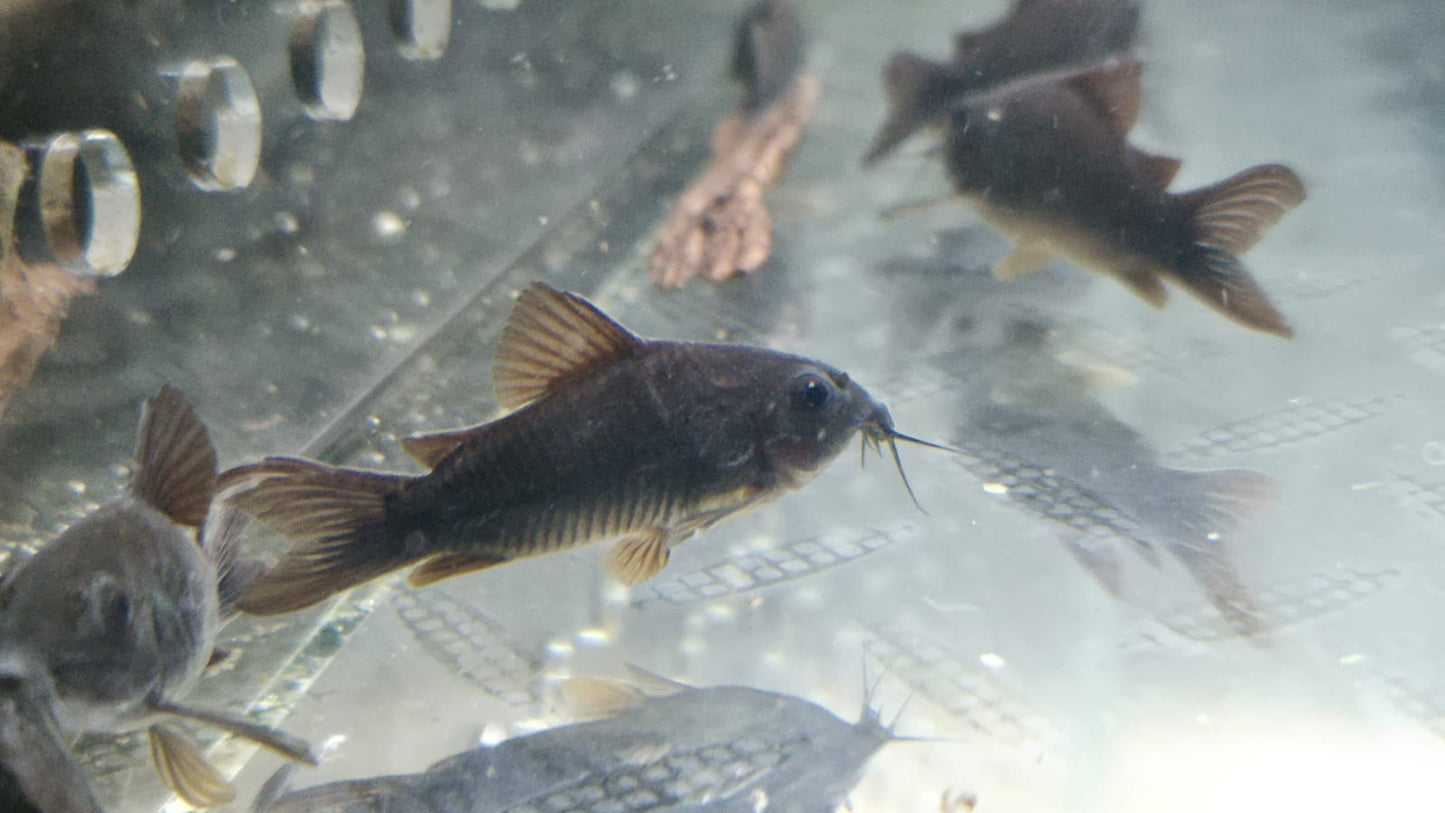 Black Venezuelan Corydoras 4-5cm
