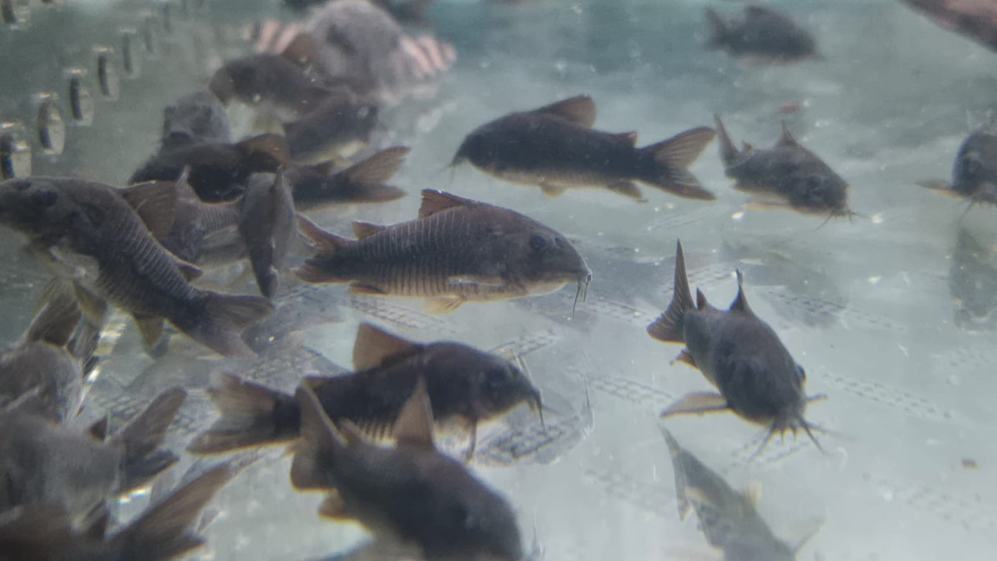 Black Venezuelan Corydoras 4-5cm