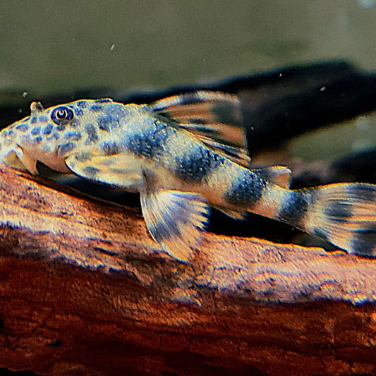 L387 Orange Peckoltia 6-7cm