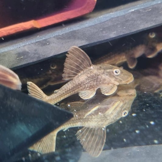 Pleco Family – Page 2 – Lord Pleco