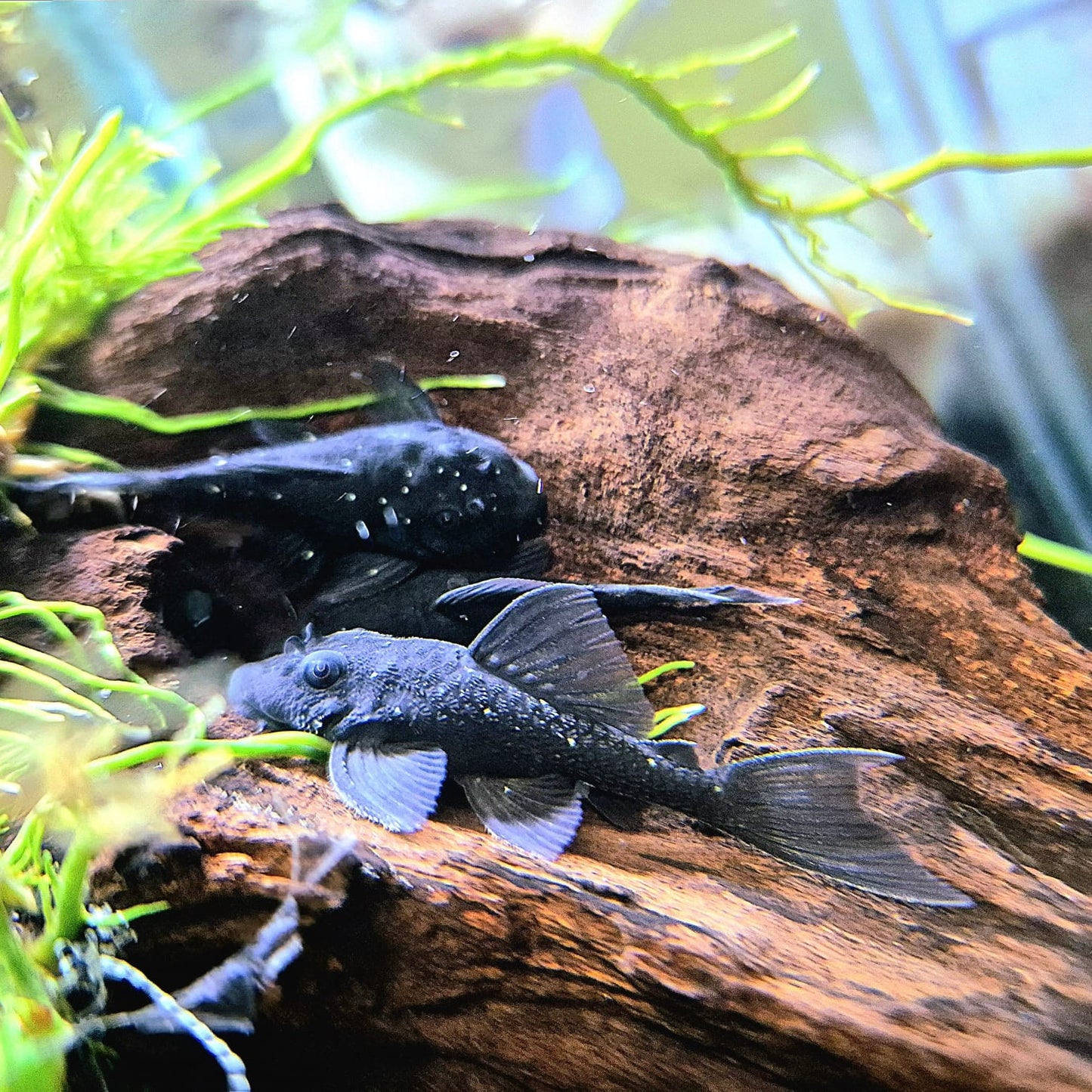 L255 Spotted Medusa Pleco 4cm