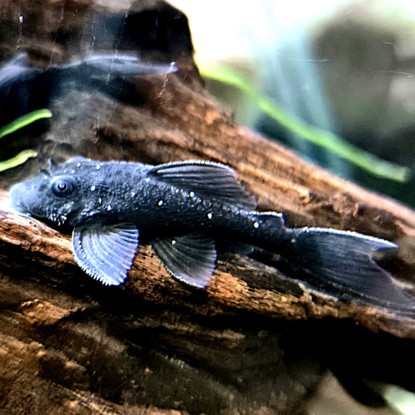 L255 Spotted Medusa Pleco 4cm