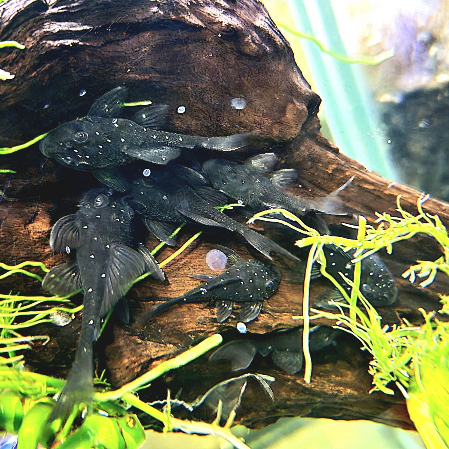 L255 Spotted Medusa Pleco 4cm