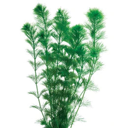 Giant Ambulia Bunch 110150