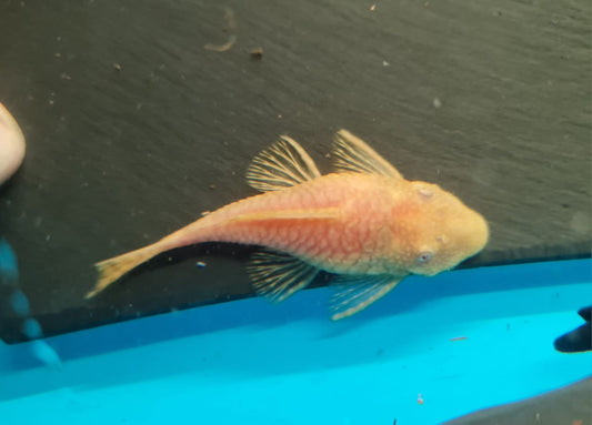 Albino Bristlenose 7-8.5cm