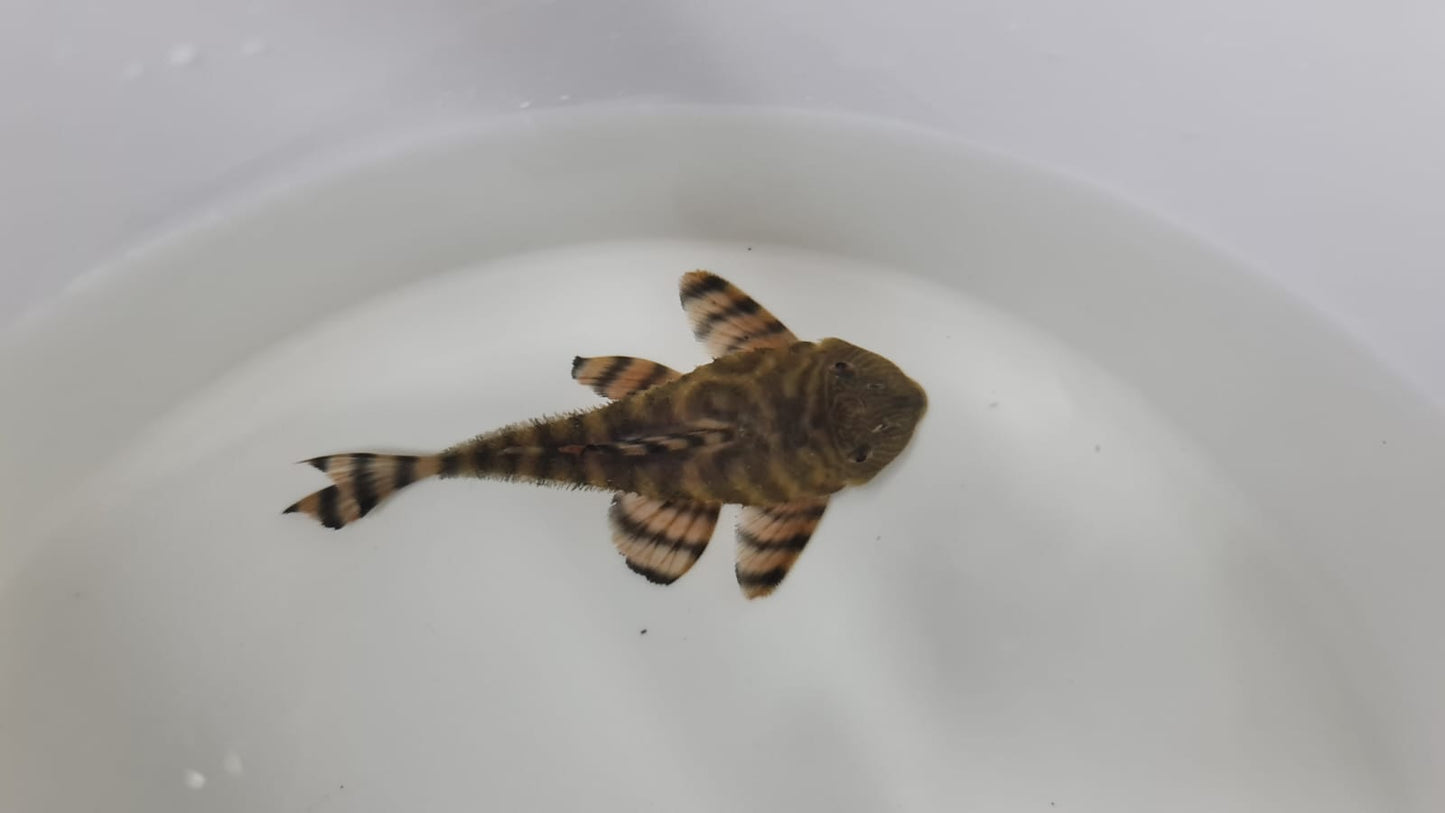 L002 Tiger Pecktoltia breeding pair