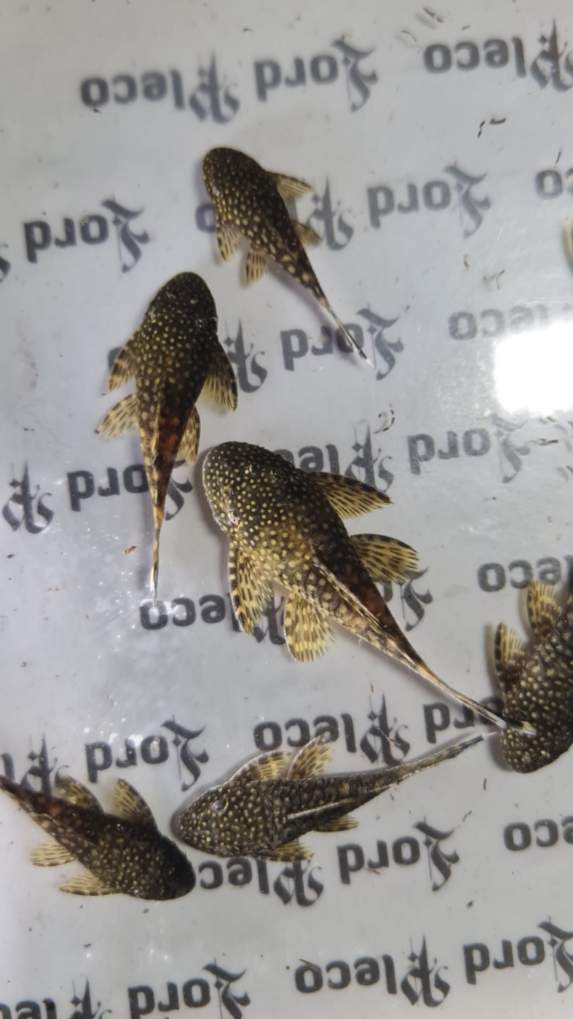 Common Bristlenose 3-5cm