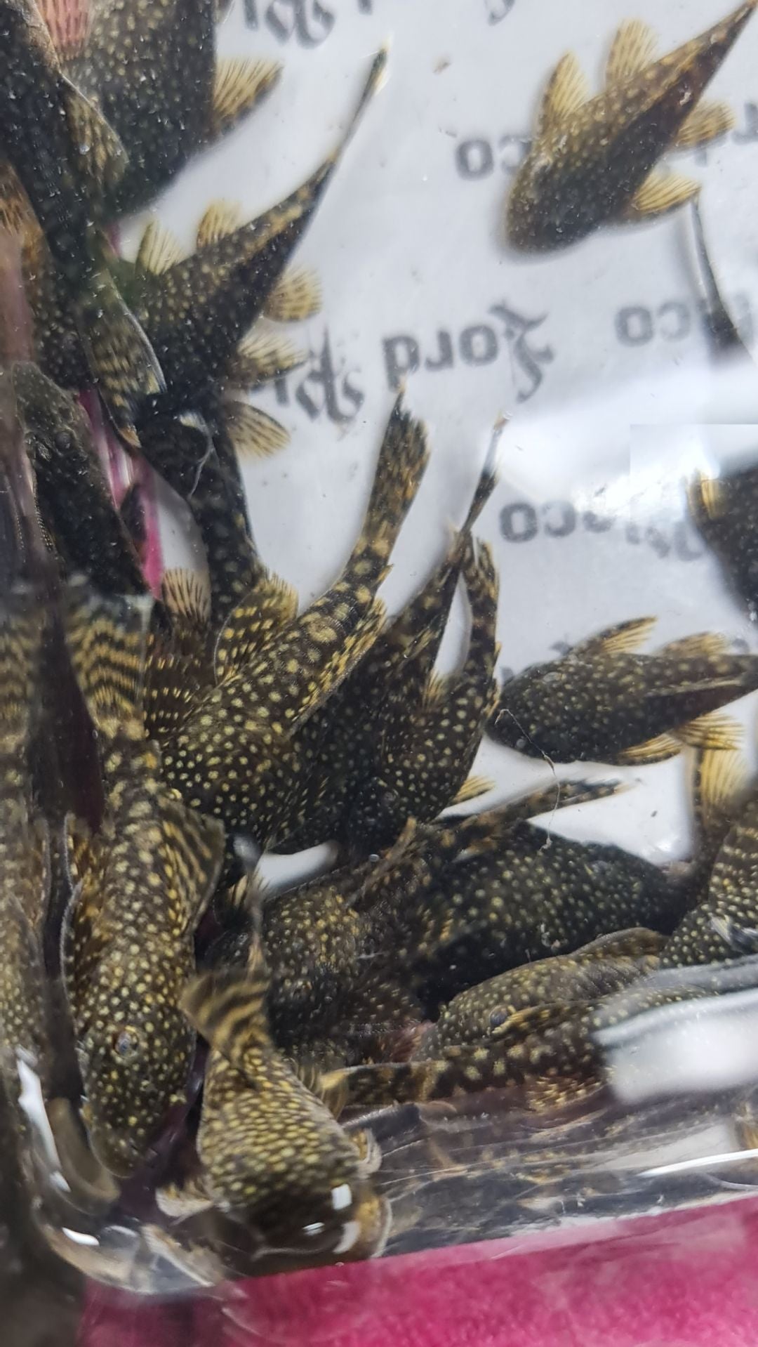 Common Bristlenose 3-5cm