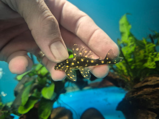 L201 Snowball pleco 6cm