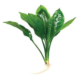 Sword Plant- Compact Bleheri Potted