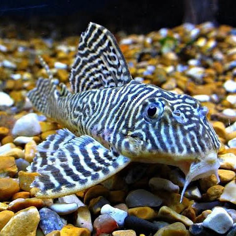 L066 Xingu King Tiger Pleco 6-7cm