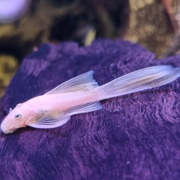 L144 Lemon Blue eyed short fin Bristlenose 5-6cm