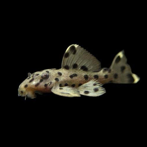L264 Sultan Pleco 5.5cm
