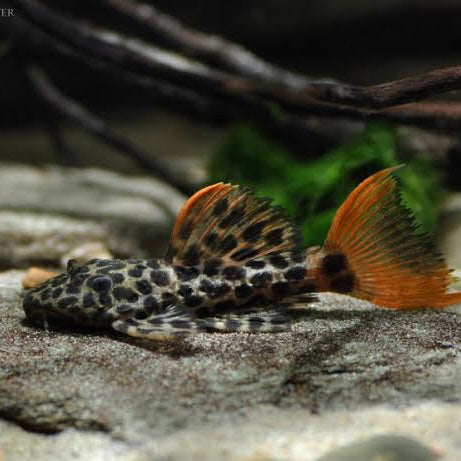 L600 Leopard Cactus Pleco 6.5-7.5cm