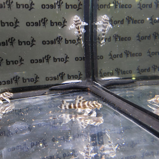 L080 Dwarf Pleco 4-4.5cm
