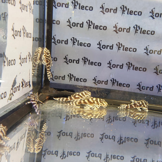 L129 Colombian Zebra Pleco 4-4.5cm