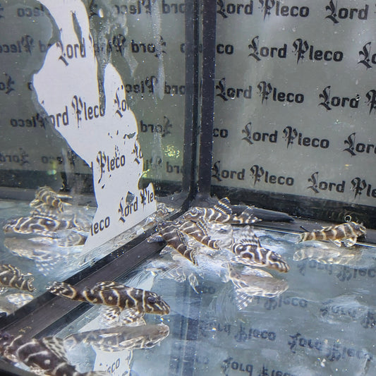 L340 Mega Clown Pleco 4-5cm